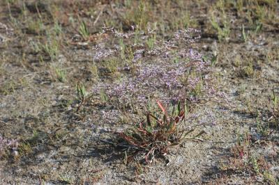 Statice de Narbonne, Saladelle de Narbonne Limonium narbonense Mill., 1768