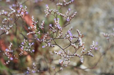 Statice de Narbonne, Saladelle de Narbonne Limonium narbonense Mill., 1768