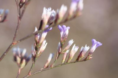 Statice de Narbonne, Saladelle de Narbonne Limonium narbonense Mill., 1768