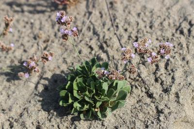 Statice de Girard, Saladelle de Girard Limonium girardianum (Guss.) Fourr., 1869