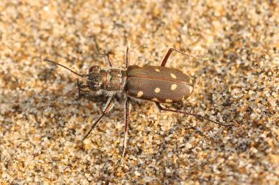 Calomera littoralis nemoralis (Olivier, 1790)