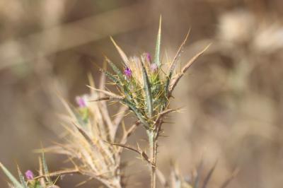 Cirse acarna Picnomon acarna (L.) Cass., 1826