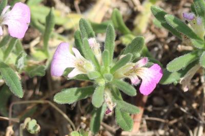 Bugle Ivette, Ivette-musquée Ajuga iva (L.) Schreb., 1773