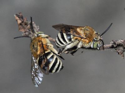 Amégille bavarde Amegilla garrula (Rossi, 1790)
