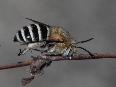 Amégille bavarde Amegilla garrula (Rossi, 1790)
