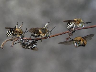 Amégille bavarde Amegilla garrula (Rossi, 1790)