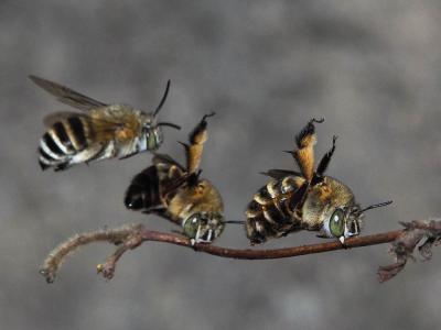 Amégille bavarde Amegilla garrula (Rossi, 1790)