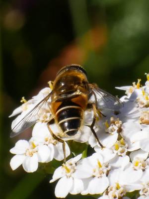  Eristalis arbustorum (Linnaeus, 1758)