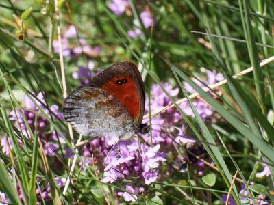 Moiré ottoman (Le) Erebia ottomana Herrich-Schäffer, 1847