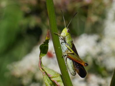  Stauroderus scalaris scalaris (Fischer von Waldheim, 1846)