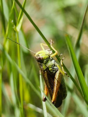  Stauroderus scalaris scalaris (Fischer von Waldheim, 1846)