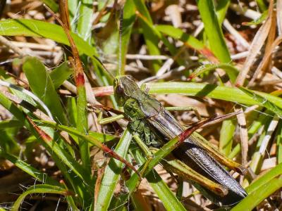  Stauroderus scalaris scalaris (Fischer von Waldheim, 1846)