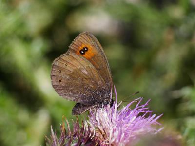 Moiré des Fétuques (Le) Erebia meolans (Prunner, 1798)