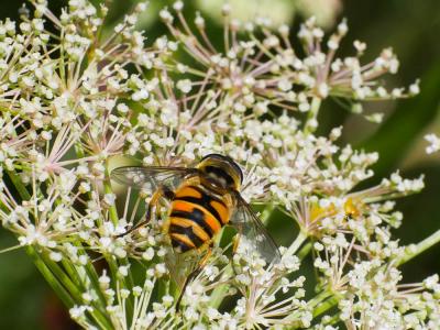  Myathropa florea (Linnaeus, 1758)