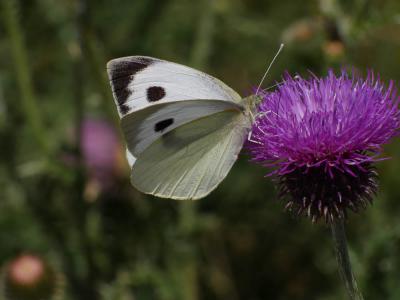 Piéride du Chou (La), Grande Piéride du Chou (La), Pieris brassicae (Linnaeus, 1758)