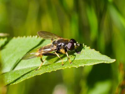  Xylota sylvarum (Linnaeus, 1758)