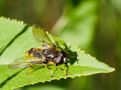  Xylota sylvarum (Linnaeus, 1758)