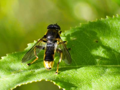  Xylota sylvarum (Linnaeus, 1758)