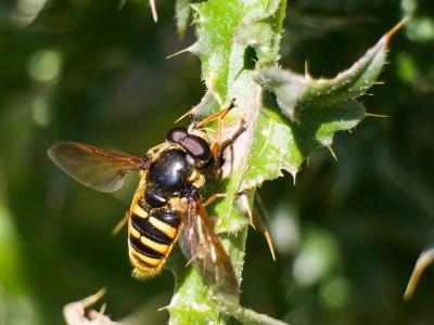  Sericomyia silentis (Harris, 1776)