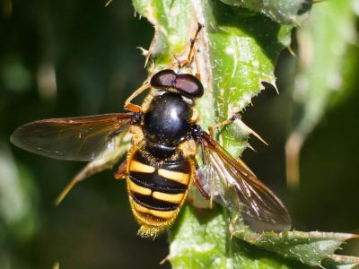  Sericomyia silentis (Harris, 1776)