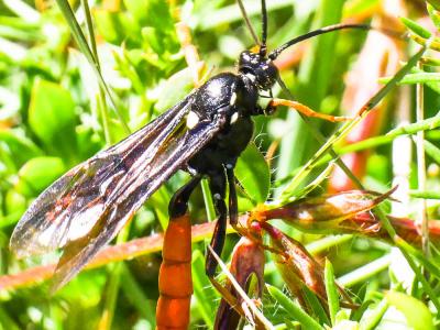  Amblyjoppa fuscipennis (Wesmael, 1845)