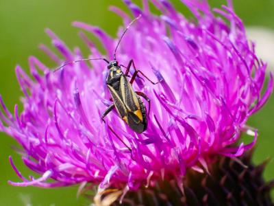  Hadrodemus m-flavum (Goeze, 1778)