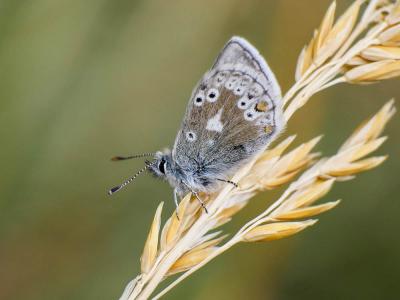Azuré des Soldanelles (L'), Argus gris-bleu (L') Agriades glandon (Prunner, 1798)