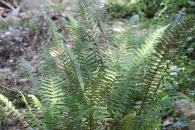 Polystic à frondes soyeuses, Fougère des fleuriste Polystichum setiferum (Forssk.) T.Moore ex Woyn., 1913