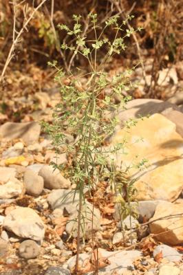 Euphorbe des moissons Euphorbia segetalis L., 1753