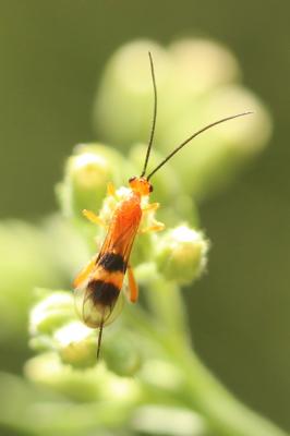  Cremnops desertor (Linnaeus, 1758)