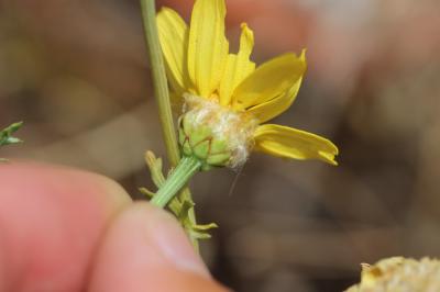 Chrysanthème des jardins Glebionis coronaria (L.) Cass. ex Spach, 1841