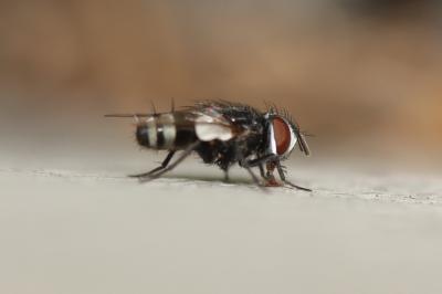  Sphenometopa fastuosa (Meigen, 1824)