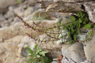 Germandrée lisse Teucrium lucidum L., 1759