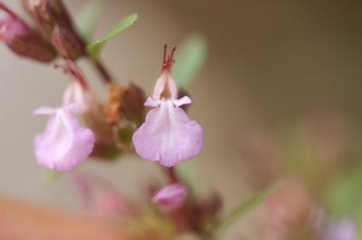 Germandrée lisse Teucrium lucidum L., 1759