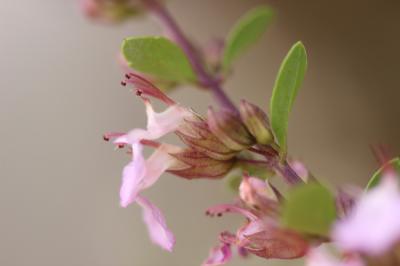 Germandrée lisse Teucrium lucidum L., 1759