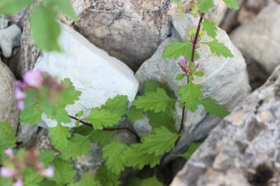 Germandrée lisse Teucrium lucidum L., 1759