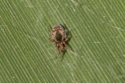  Dictyna uncinata Thorell, 1856