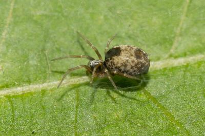  Dictyna uncinata Thorell, 1856