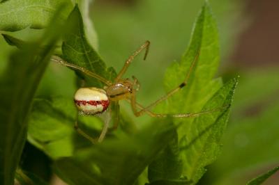  Enoplognatha Pavesi, 1880