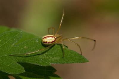 Enoplognatha Pavesi, 1880