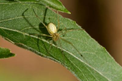  Enoplognatha Pavesi, 1880