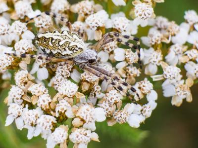  Aculepeira ceropegia (Walckenaer, 1802)