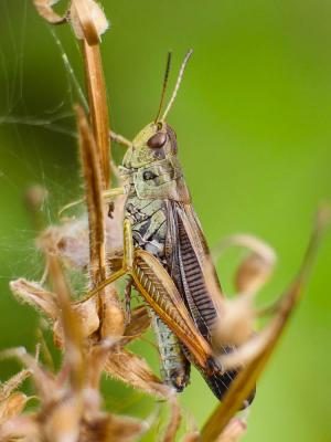 Criquet jacasseur, Staurodère scalaire Stauroderus scalaris (Fischer von Waldheim, 1846)