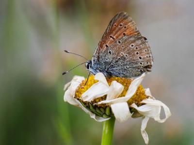 Cuivré écarlate (Le) Lycaena hippothoe (Linnaeus, 1760)