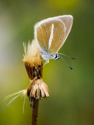 Sablé du Sainfoin (Le), Argus du Sainfoin (L'), Ar Polyommatus damon (Denis & Schiffermüller, 1775)