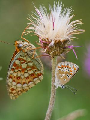 Chiffre (Le) Fabriciana niobe (Linnaeus, 1758)