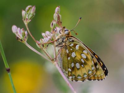 Grand Nacré (Le), Aglaé (L'), Moyen-Nacré (Le) Speyeria aglaja (Linnaeus, 1758)