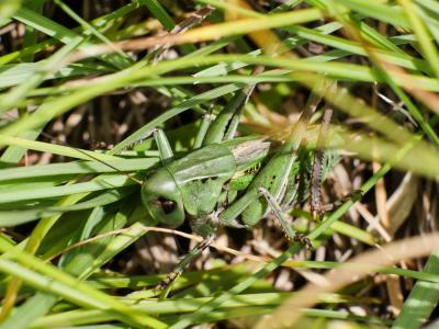 Dectique verrucivore, Sauterelle à sabre, Sauterel Decticus verrucivorus (Linnaeus, 1758)