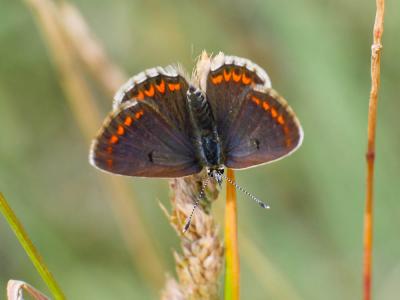 Collier-de-corail (Le), Argus brun (L') Aricia agestis (Denis & Schiffermüller, 1775)