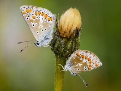 Argus de l'Hélianthème (L'), Argus marron (L') Aricia artaxerxes (Fabricius, 1793)